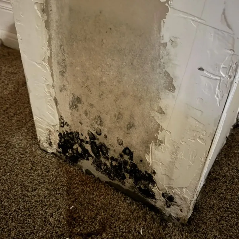 Professional Mold Removal in Waverly, IL